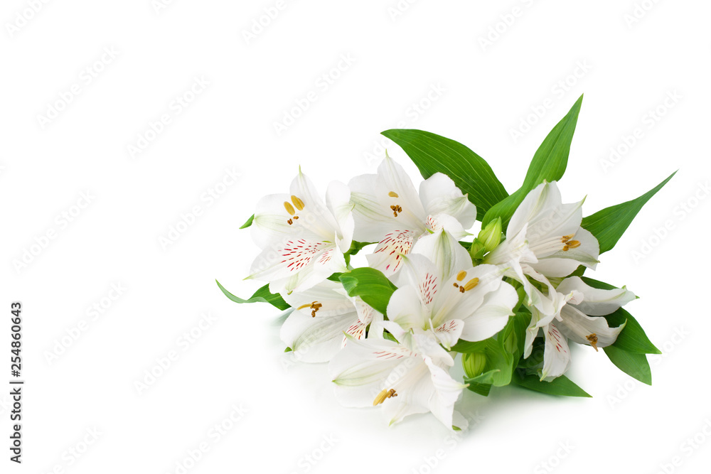 Obraz premium White alstroemeria flowers on white background isolated closeup, delicate lily flowers bunch for decorative border, holiday poster, design element for banner, lilies floral pattern for greeting card