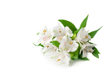 White alstroemeria flowers on white background isolated closeup, delicate lily flowers bunch for decorative border, holiday poster, design element for banner, lilies floral pattern for greeting card