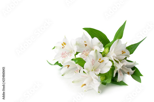 White alstroemeria flowers on white background isolated closeup, delicate lily flowers bunch for decorative border, holiday poster, design element for banner, lilies floral pattern for greeting card