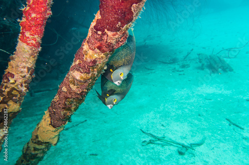 Two french angelfish (pomacanthus paru) peeking cautiously around a pole on the deck on the ship wreck of the Hilma Hooker on the reef of tropical Bonaire island photo