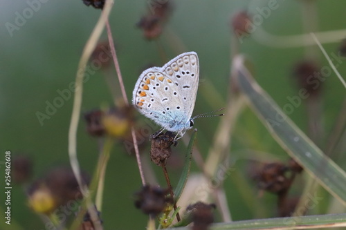 Wallpaper Mural  41/5000 Small insects in the grass, photo Czech Republic Torontodigital.ca