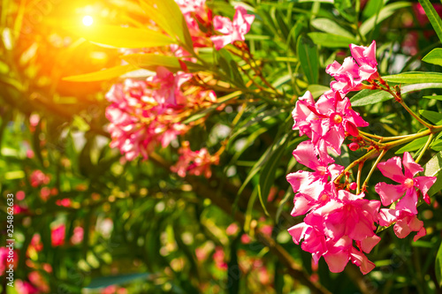 Fototapeta Naklejka Na Ścianę i Meble -  beautiful outdoor shrub plant with pink flowers Oleander