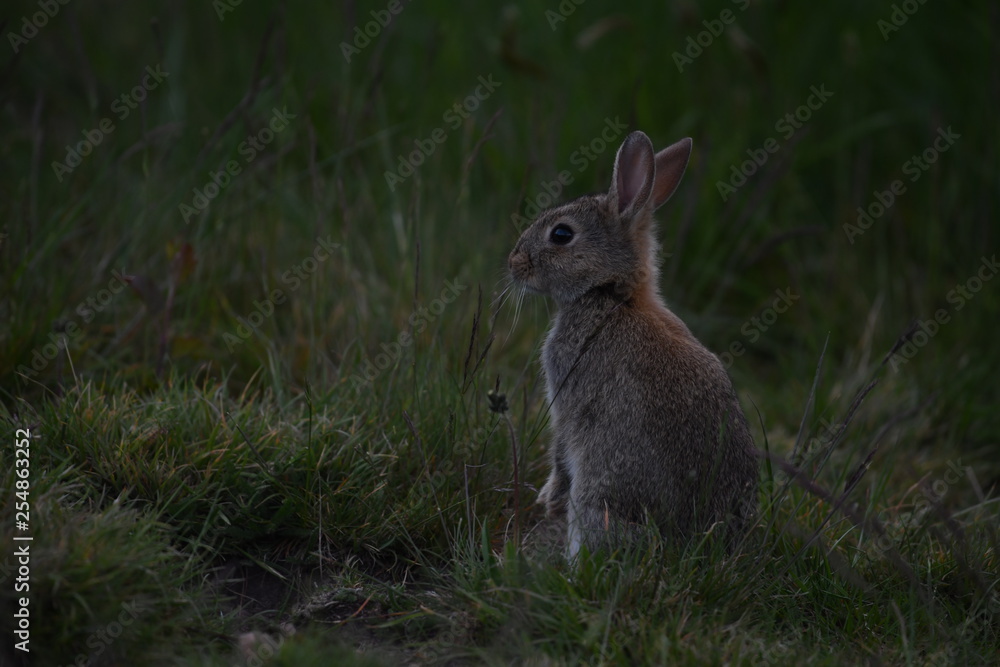 Fototapeta premium 冬のニュージーランドテカポ