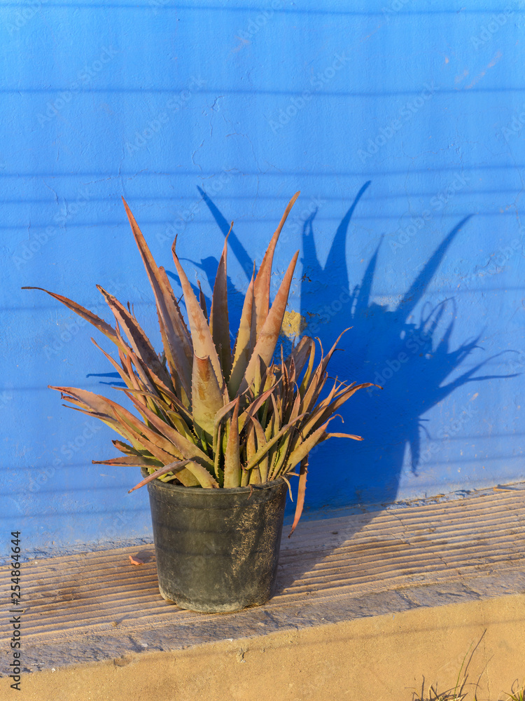 Planta de aloe vera en una maceta sobre fondo azul Stock Photo | Adobe Stock