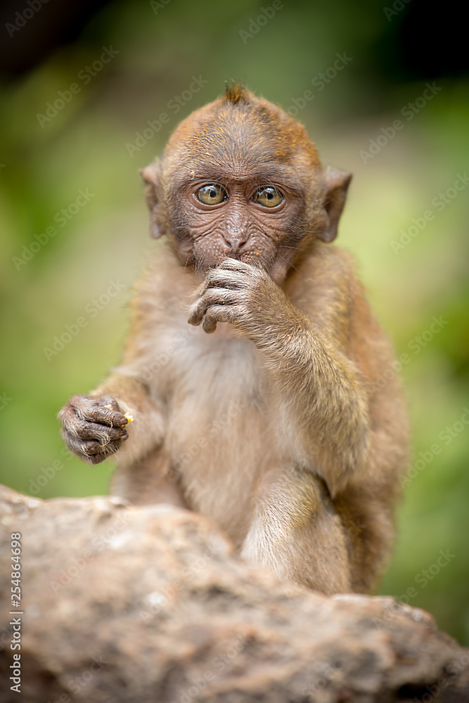 Baby crab eating macaque taken in Thailand this beautiful little monkey was taken in the wild during a trip down the coast and inland Baby crab eating macaque taken in Thailand this beautiful little monkey was taken in the wild during a trip down the coast and inland
