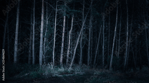 Dark forrest showing larch and pines in dark shadow giving a moody feel to the image, taken in the north east of England by a village called Anfield plain