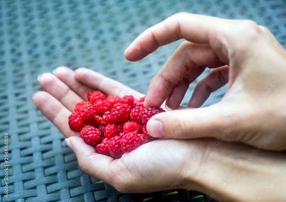 Handful of ripe raspberry filled in a female hand on table in the garden Handful of ripe raspberry filled in a female hand on table in the garden