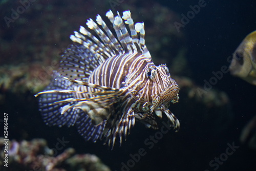 A Lionfish at the zoo in Antwerp, Belgium.