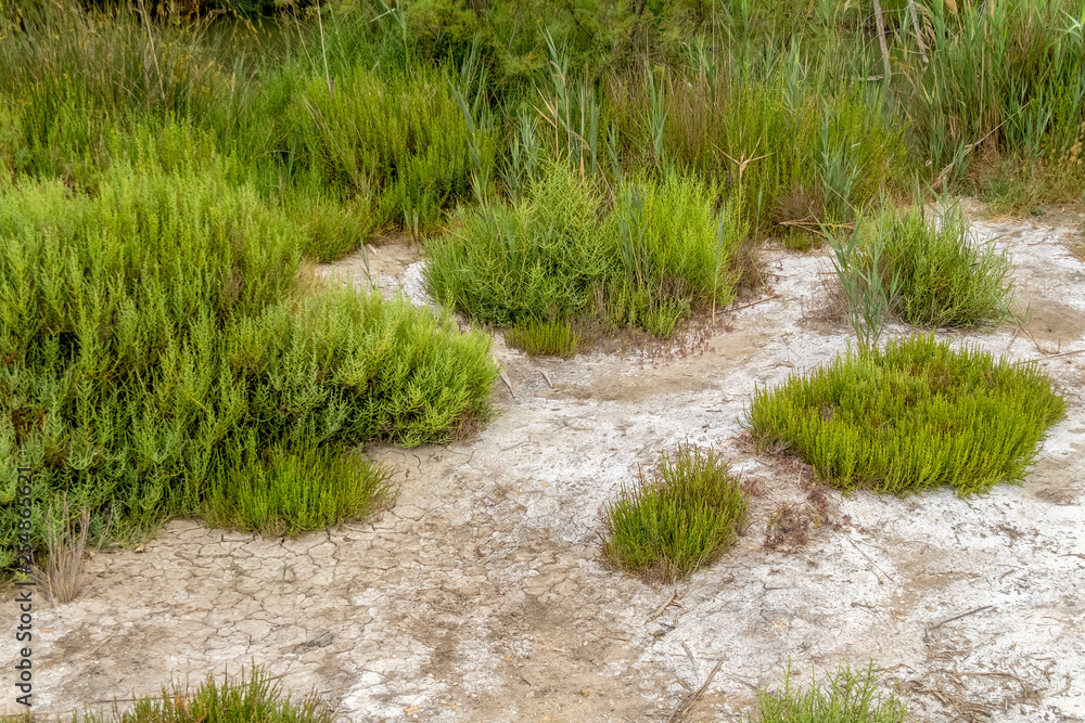 Obraz premium ground cover vegetation