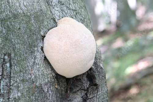 Mushrooms in the forest, photo Czech republic, Europe