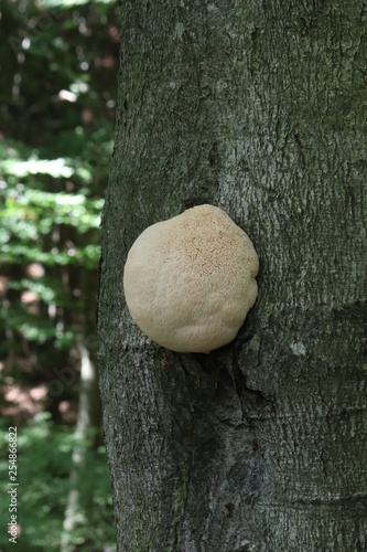 Mushrooms in the forest  photo Czech republic  Europe