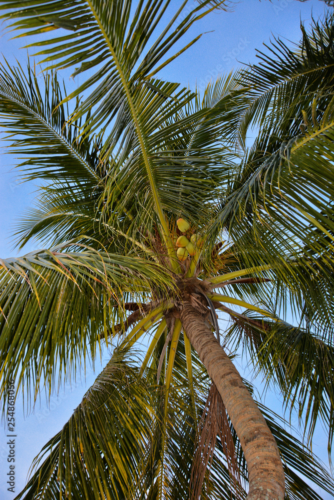 Palma di cocco 3