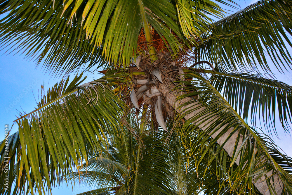 Obraz premium Palma di cocco 2
