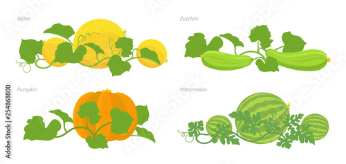 Set of cucurbitaceae plants. Pumpkin melon and watermelon zucchini or courgette plant.