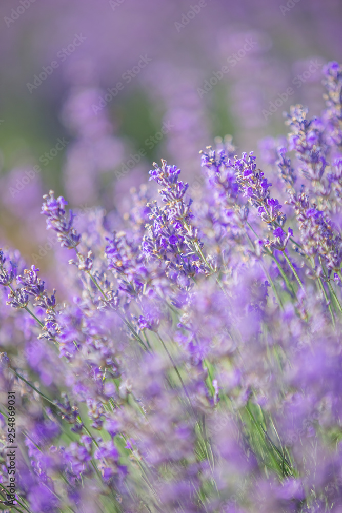 Obraz premium Lavender flowers and little butterfly on flower in a soft focus