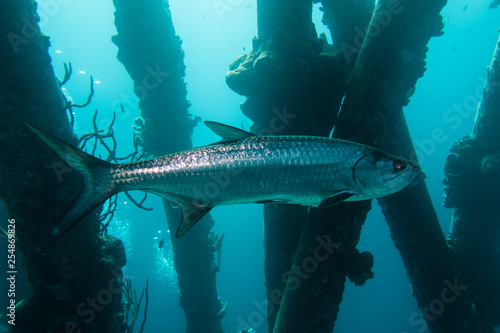 A single Atlantic Tarpon (megalops atlanticus) swimming below the pillars of the Salt Pier on the tropical island Bonaire in the Caribbean