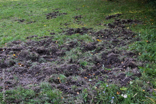 Dégâts causés par les sangliers