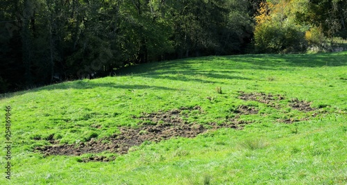 Dégâts causés par les sangliers