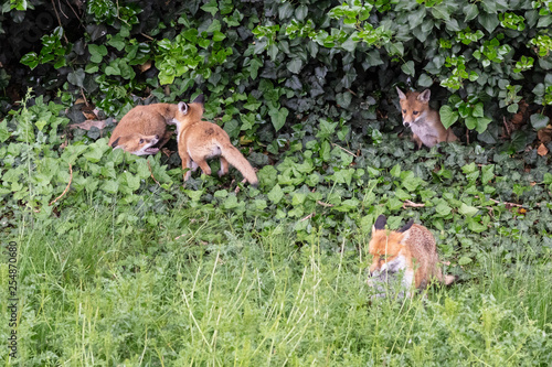 Fox cubs