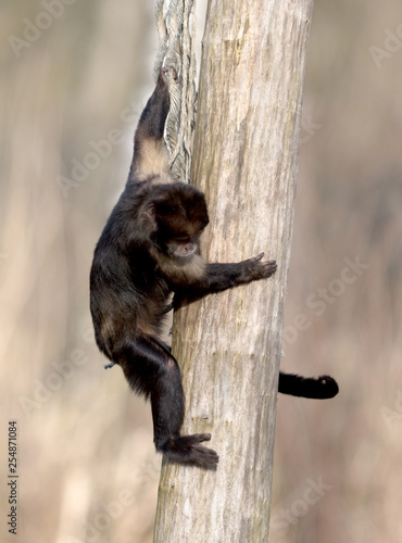 Golden-bellied capuchin climbing a thick rope photo