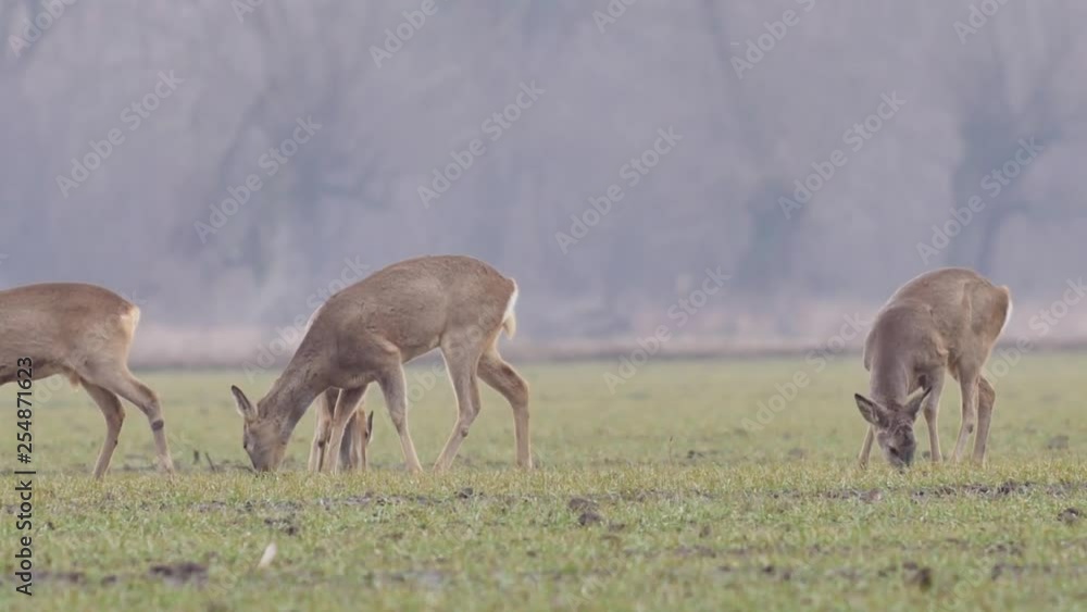 Beautiful roe deers, nature of Europe in warm spring light. Beautiful roe deers, nature of Europe in warm spring light.