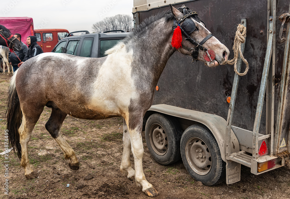 Ruma, Serbia - March 03, 2019: a horse tied to a truck at the animal fair Ruma, Serbia - March 03, 2019: a horse tied to a truck at the animal fair