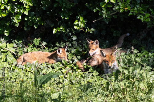 Fox cubs