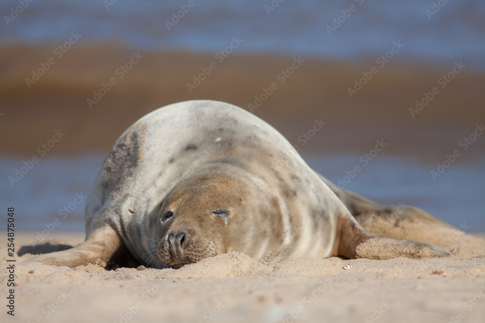 Sleeping seal. Cute tired animal taking a nap on the beach. Stock Photo |  Adobe Stock