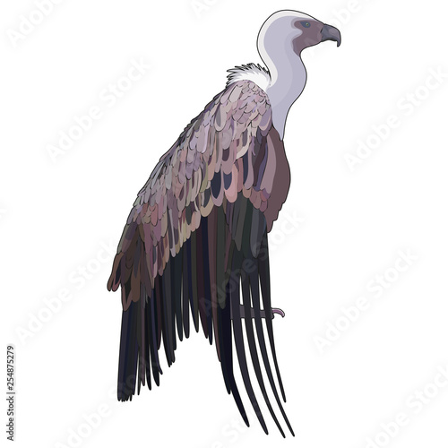 vector vulture