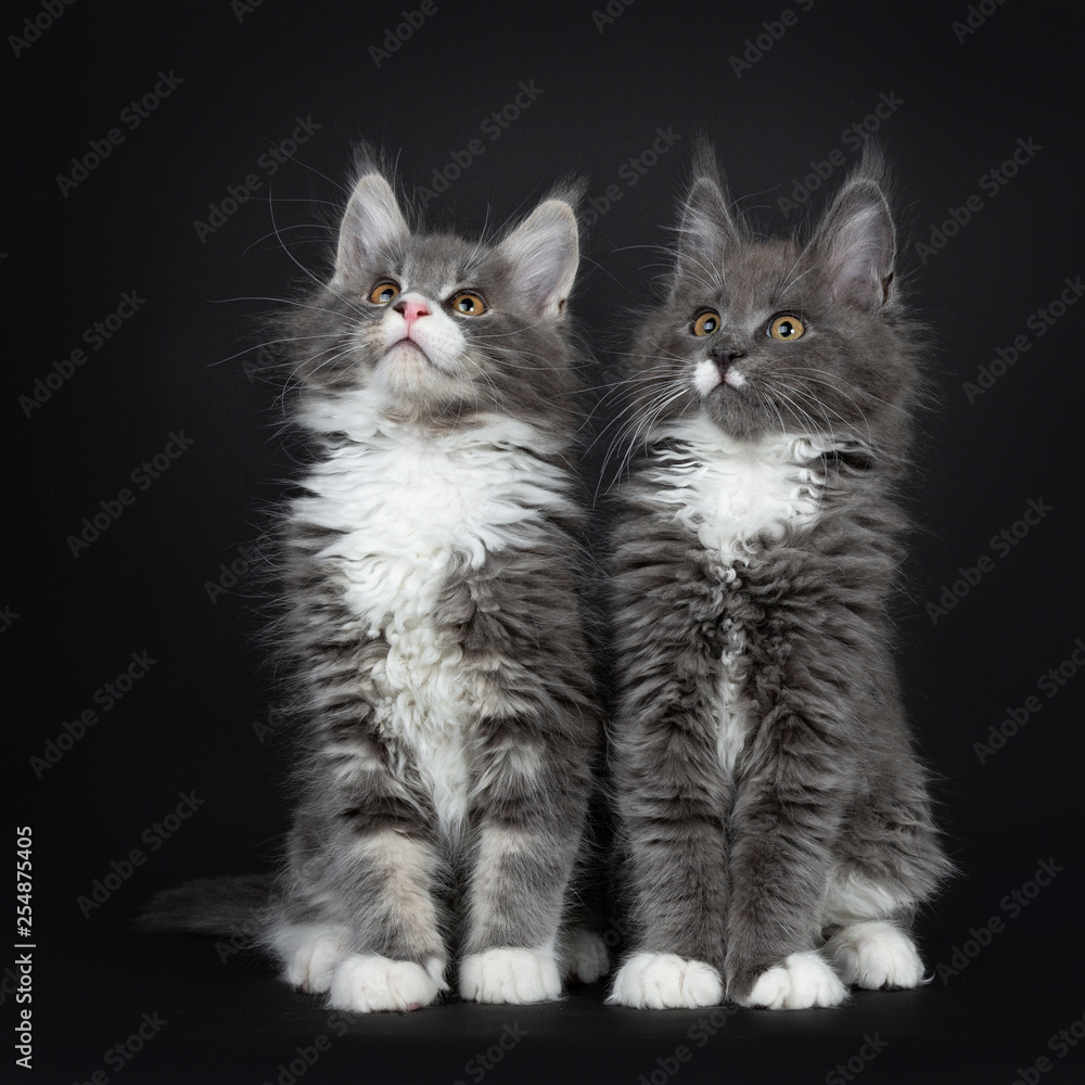 Cute duo of blue with white Maine Coon cat kittens sitting together looking up. Isolated on black background.