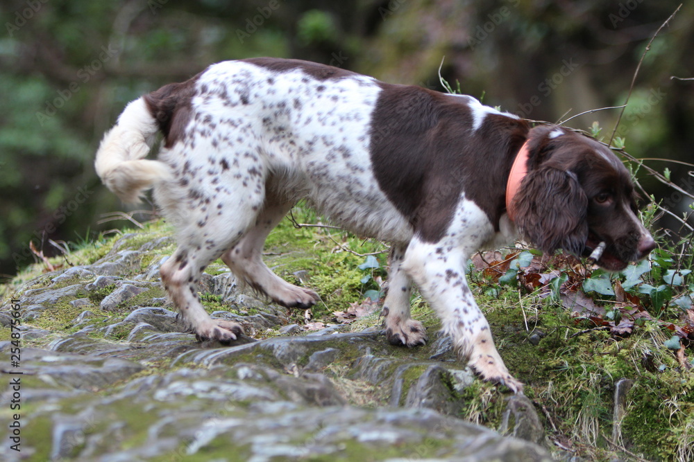 Springer Spaniel