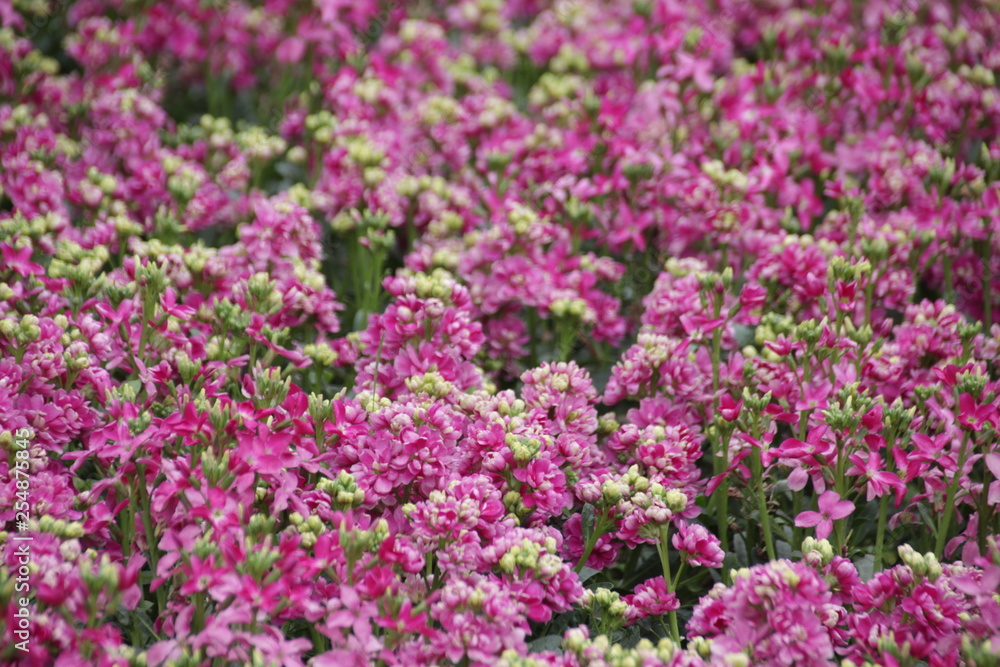 Blur Photo of Pink Flower Meadow in Spring Blur Photo of Pink Flower Meadow in Spring