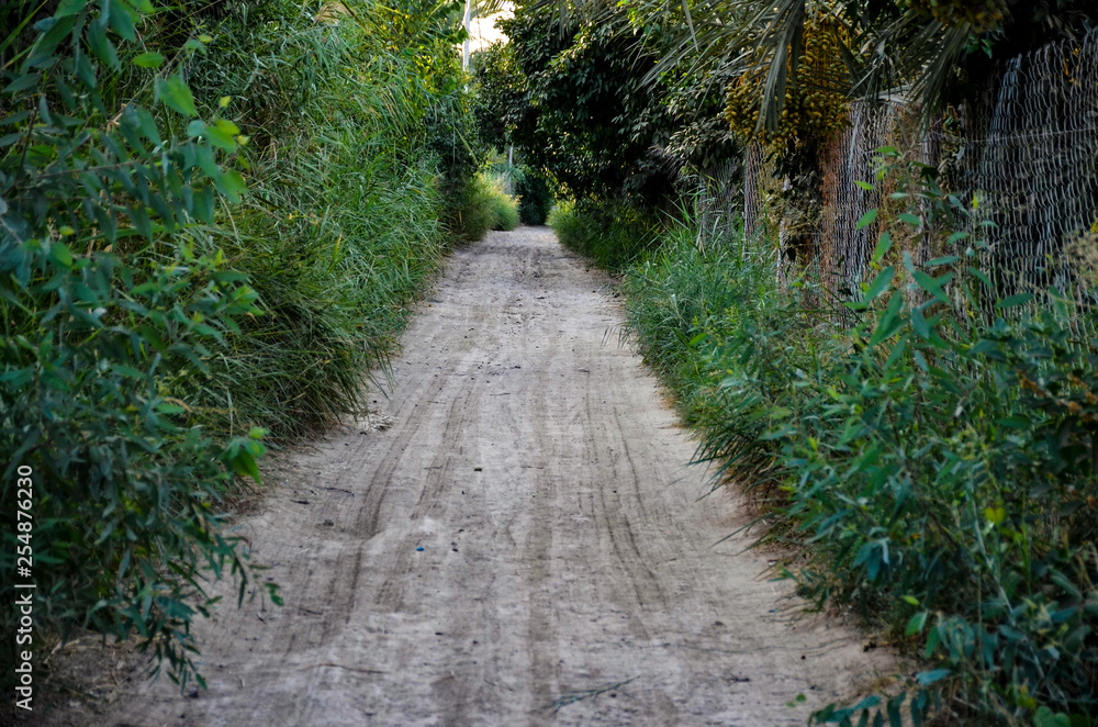 path in forest