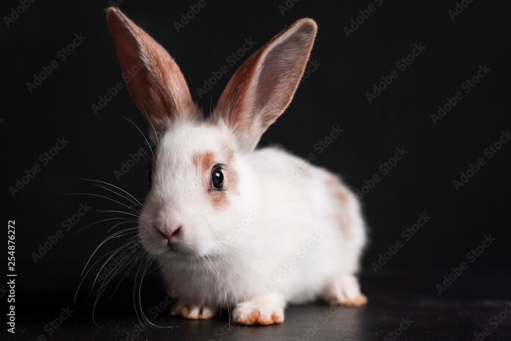 Obraz premium EASTER BUNNY