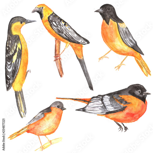 Set of yellow orioles isolated. Watercolor.
