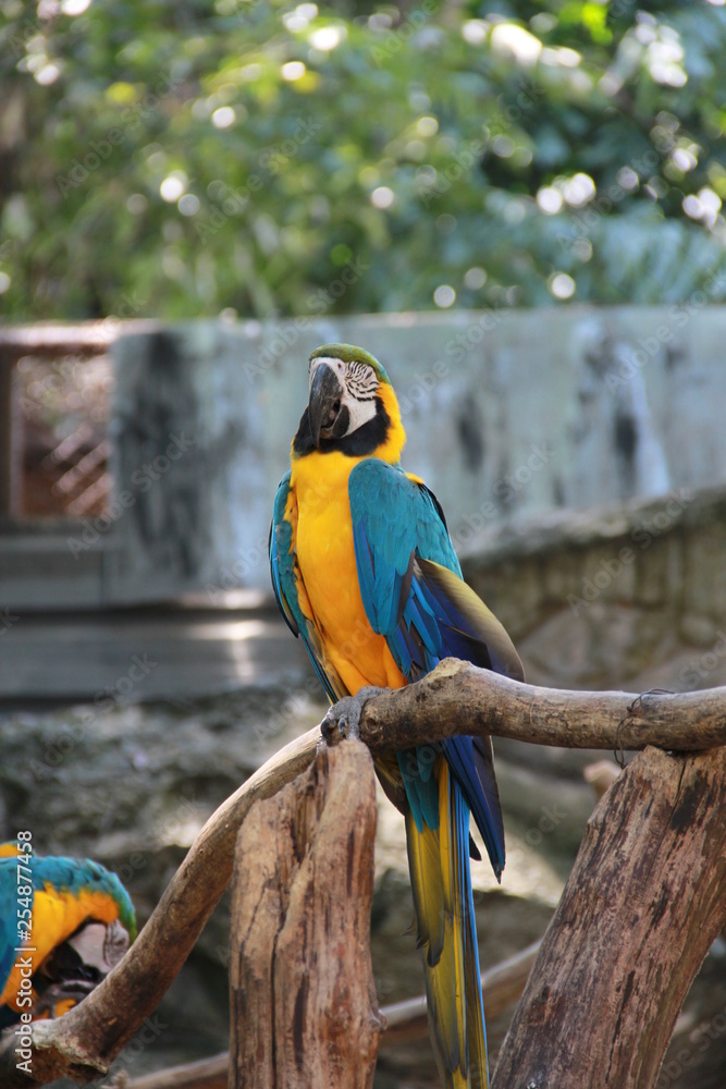 Obraz premium blue and gold macaw
