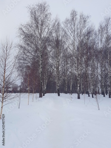 LANDSCAPE, HORIZON, FOREST, TREE, SNOW, WINTER, SKY, © Pavel