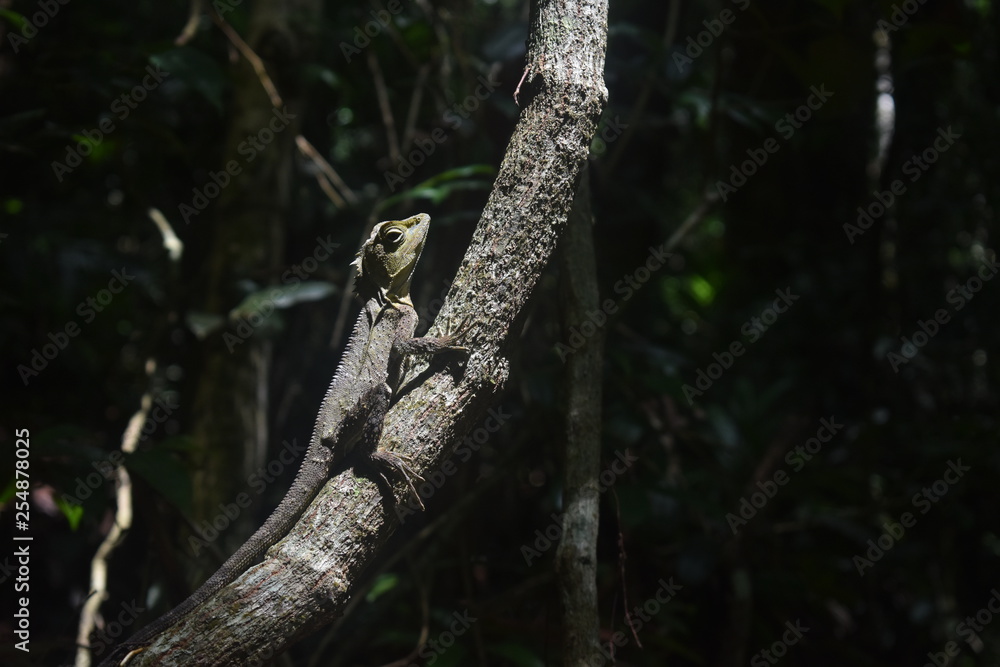 Lizard in the Tree Lizard in the Tree