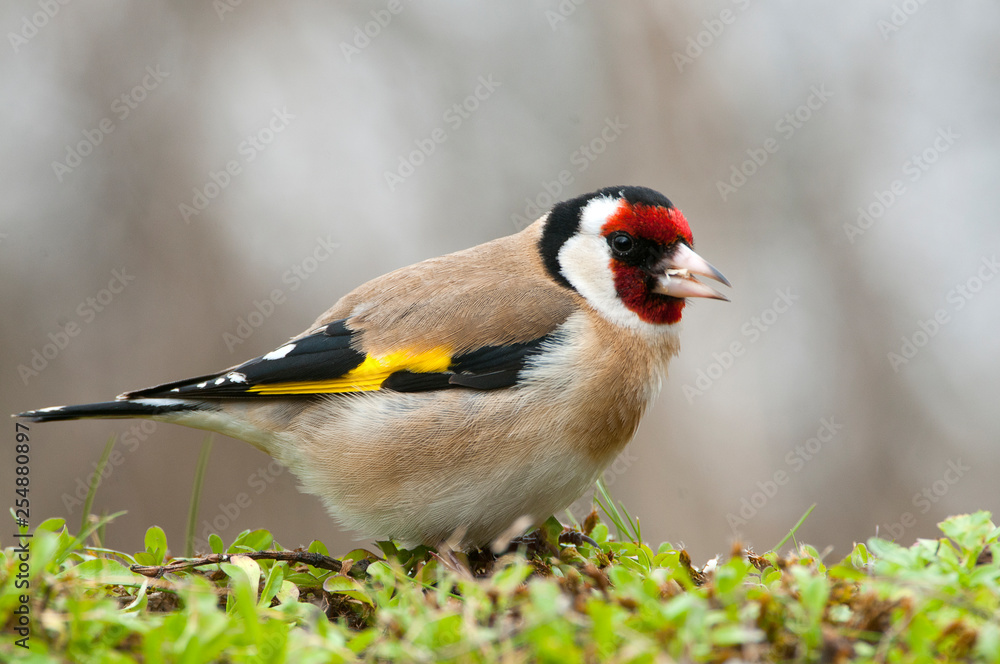 Goldfinch - Carduelis carduelis, portrait looking for food, plumage and colors Goldfinch - Carduelis carduelis, portrait looking for food, plumage and colors