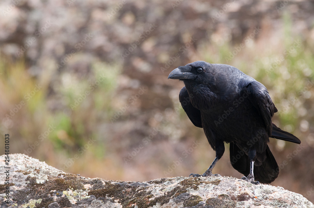 Obraz premium Raven - Corvus corax, portrait and social behavior