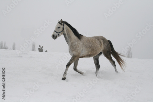  arab horse on a snow slope  hill  in winter. The horse runs at a trot in the winter on a snowy slope. The stallion is a cross between an Arabian and a trakenen breed. Gray