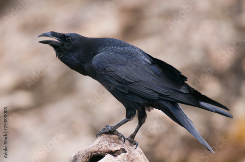 Raven - Corvus corax, portrait and social behavior