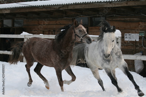 Arab horses galloping in the snow in the paddock 