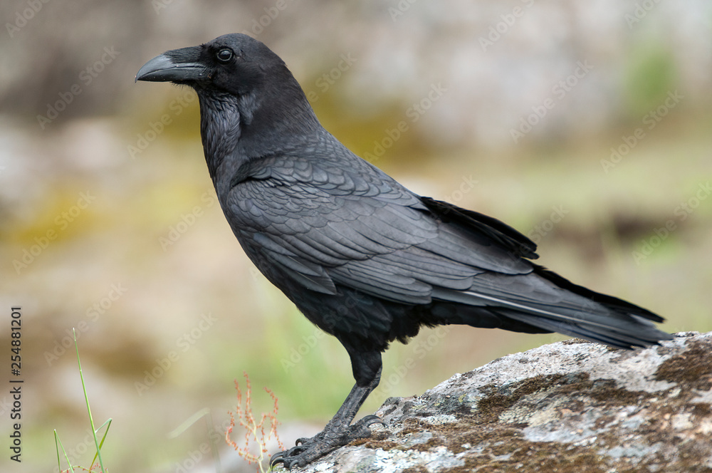 Raven - Corvus corax, Portrait of body and plumage Raven - Corvus corax, Portrait of body and plumage