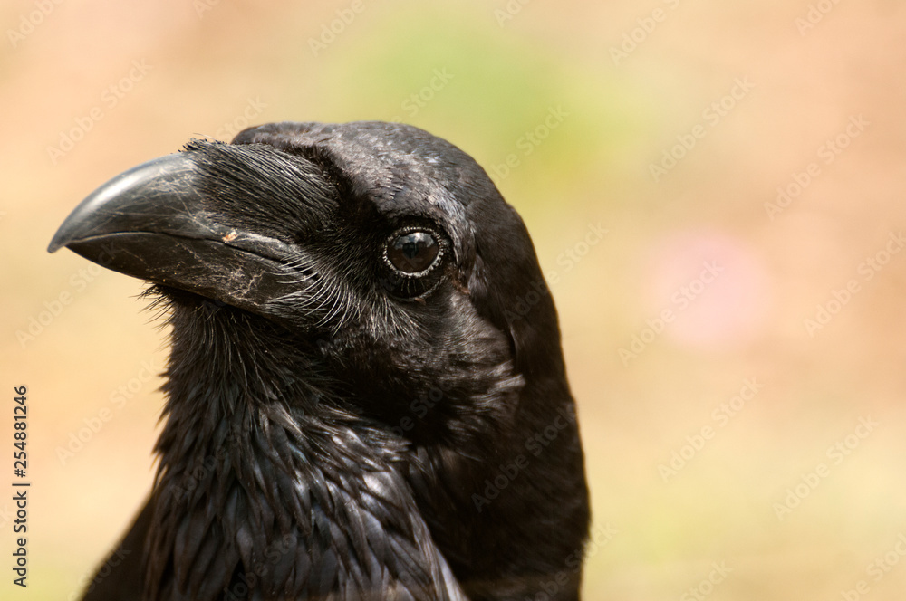 Fototapeta premium Raven - Corvus corax, Portrait of eyes, head and beak
