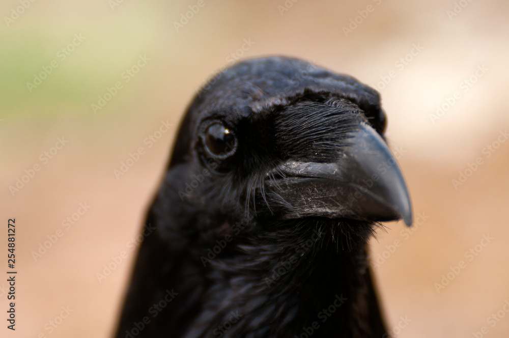 Fototapeta premium Raven - Corvus corax, Portrait of eyes, head and beak