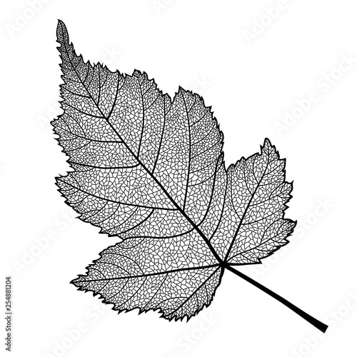 Vector skeletonized leaf of a bush on a white background. This leaf of Stephanandra may be used as a design element for business cards, postcards, banners etc.