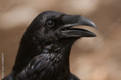 Raven - Corvus corax  Portrait of eyes  head and beak