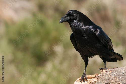 Raven - Corvus corax, Portrait waiting on a rock