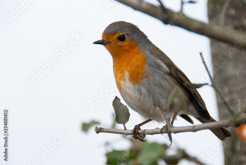 Robin - Erithacus rubecula, standing on a branch © JAH